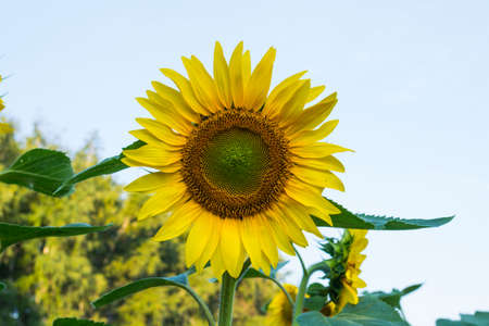 Blooming sunflowers in the evening sunset sky over the cityの写真素材