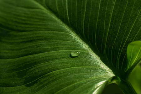 Close-up of water drop on beautiful green leaf