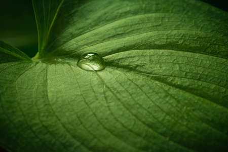 Close-up of water drop on beautiful green leaf