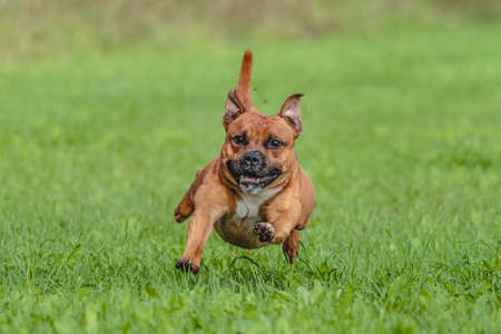 Staffordshire Bull Terrier dog running in the field on competitionの写真素材