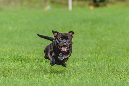 Staffordshire Bull Terrier dog running in the field on competitionの写真素材