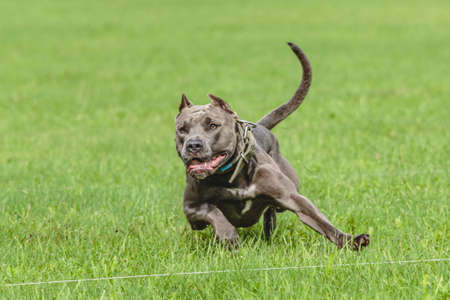 American Pit Bull Terrier running in the fieldの写真素材