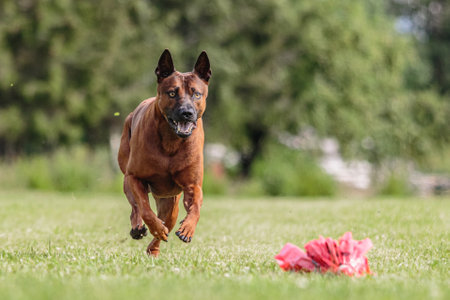 Thai Ridgeback dog running in the green field on lure coursing competitionの写真素材