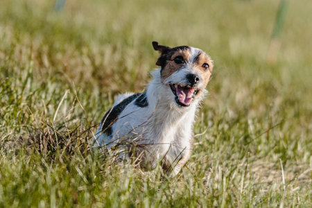 Dog running in the field on lure coursing competition with sunny weatherの写真素材