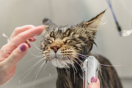 Cat getting washed in bath at grooming salon and pet spaの写真素材