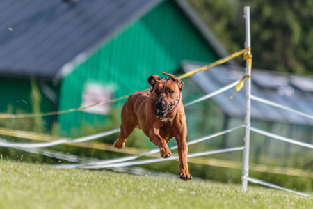 Dog running in the green field on lure coursing competitionの写真素材