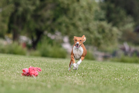 Basenji dog running in the green field on lure coursing competitionの写真素材