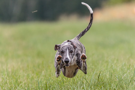 Flying moment of whippet dog in the field on lure coursing competitionの写真素材