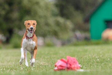 Basenji dog running in the green field on lure coursing competitionの写真素材