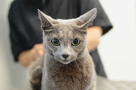 Cat getting haircut on the table at grooming salon and pet spaの写真素材