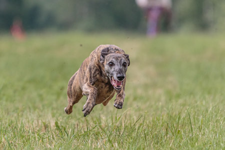 Flying moment of whippet dog in the field on lure coursing competitionの写真素材