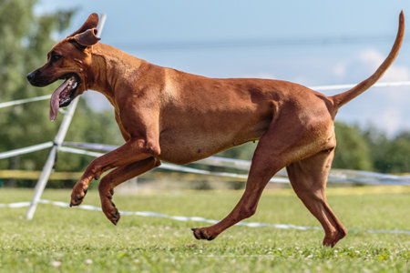 Dog running in the green field on lure coursing competitionの写真素材