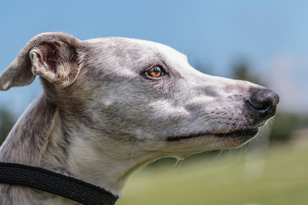 Whippet dog watching with deep brown eyes on the rightの写真素材
