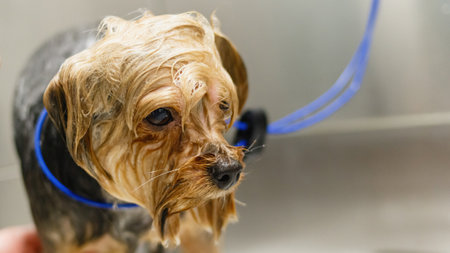 Dog getting washed cleaned at grooming salon and pet spaの写真素材