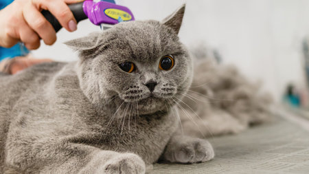 Cat getting haircut on the table at grooming salon and pet spaの写真素材