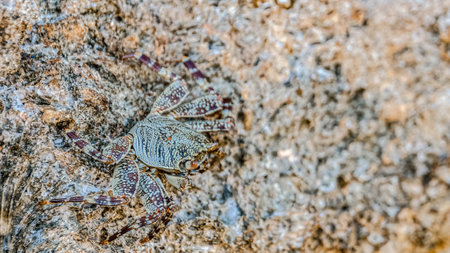Small crab close-up getting sun on the stone