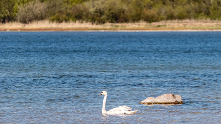 White swan in the water near seashore on a sunny summer dayの写真素材
