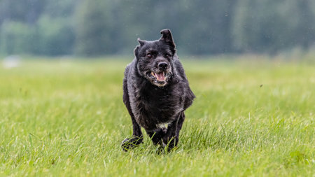 Dog running in the field on lure coursing competition with sunny weatherの写真素材