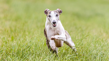 Whippet dog running in the field on lure coursing competitionの写真素材