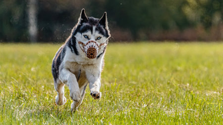 Husky dog running in the field on lure coursing competition with sunny weatherの写真素材