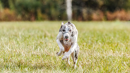 Whippet dog running in the field on lure coursing competitionの写真素材