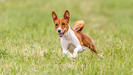 Basenji dog running in the field on lure coursing competitionの写真素材