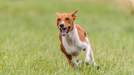 Basenji dog running in the field on lure coursing competitionの写真素材