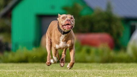 American Pit Bull Terrier running in the green field on lure coursing competitionの写真素材