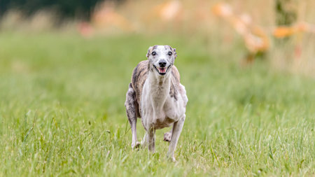Whippet dog running in the field on lure coursing competitionの写真素材
