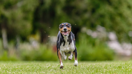 Basenji dog running in the green field on lure coursing competitionの写真素材