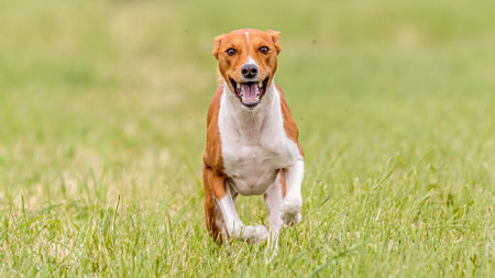 Basenji dog running in the field on lure coursing competitionの写真素材