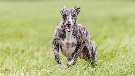 Whippet dog running in the field on lure coursing competitionの写真素材
