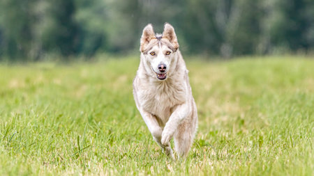 Dog running in the field on lure coursing competition with sunny weatherの写真素材