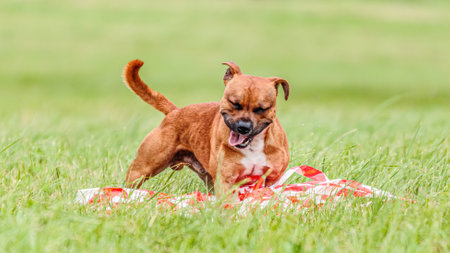 Staffordshire Bull Terrier dog catching the lure in the field on lure coursing competitionの写真素材