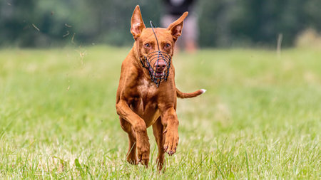 Pharaoh Hound dog running in the field on lure coursing competitionの写真素材