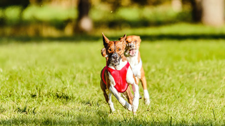 Two basenji dogs competing in running in the green field on lure coursing competitionの写真素材