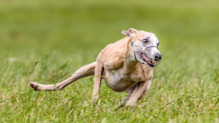 Whippet dog running in the field on lure coursing competitionの写真素材