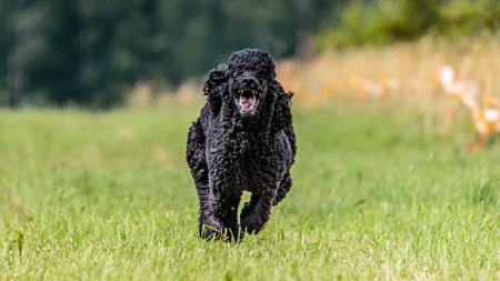 Dog running in the field on lure coursing competition with sunny weatherの写真素材