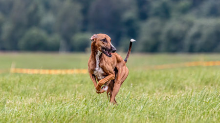 Azawakh dog running in the field on lure coursing competitionの写真素材