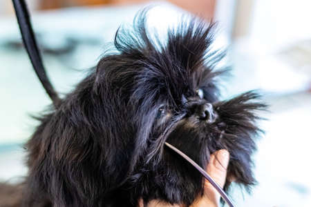 Trimming dog head with scissors by professional groomer