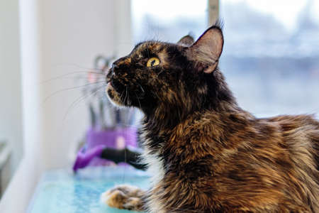Maine Coon in turtle color after grooming in salonの写真素材