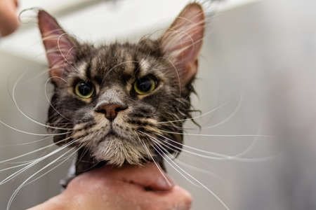 Maine Coon cat bathing and cleaning in grooming salon and pet spa