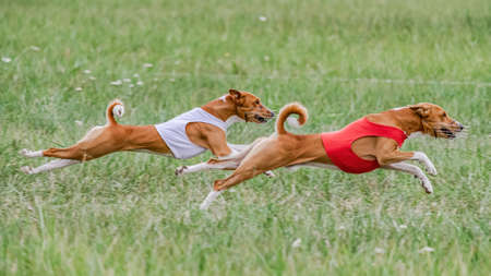 Two basenjis in red and white shirts running in the field on lure coursing competitionの写真素材