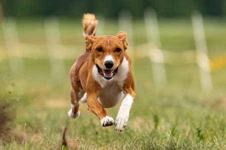 Basenji puppy first time running on dog sport competitionの写真素材