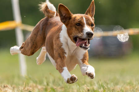 Basenji running full speed at lure coursing sport competition