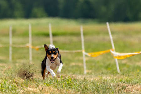Basenji running full speed at lure coursing sport competitionの写真素材
