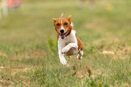 basenji lifted off the ground during the dog race competitionの写真素材