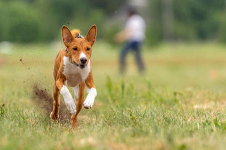 Basenji dog training coursing runs across the fieldの写真素材