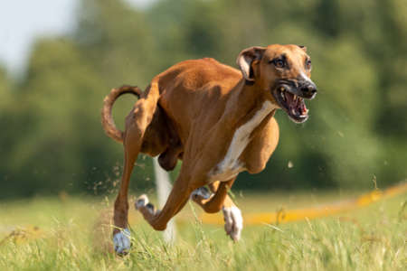 azawakh running lure coursing competition on green fieldの写真素材