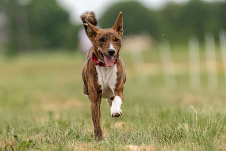 Basenji dog training coursing runs across the fieldの写真素材